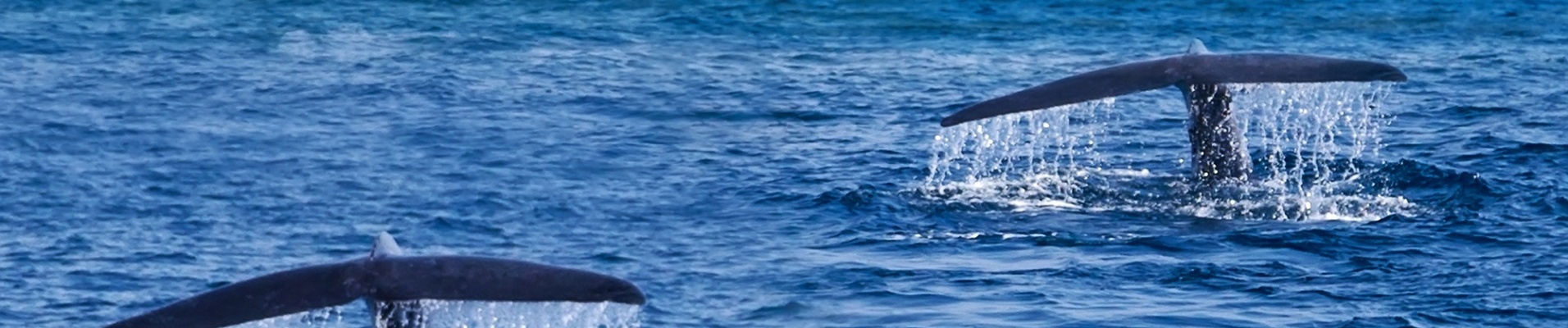 Queues de baleine sortant de la mer