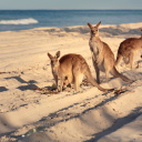 kangaroo-island-australie