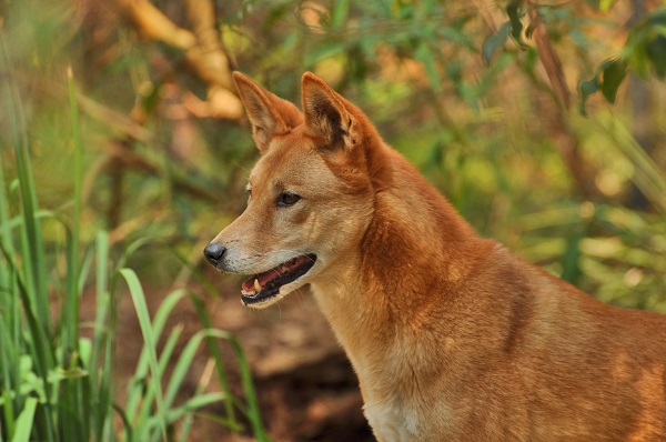 Faune et Flore insolite  - Page 22 Dingo