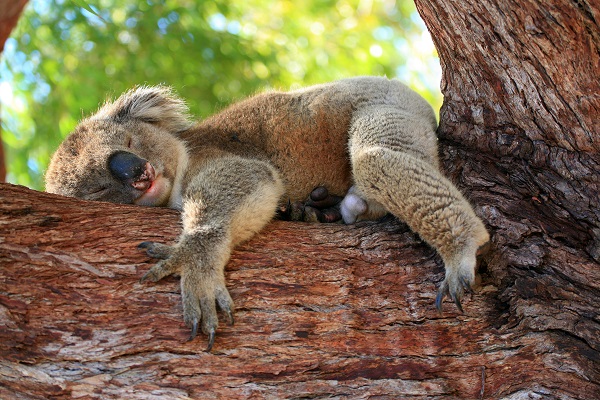 Koala dormant sur une branche