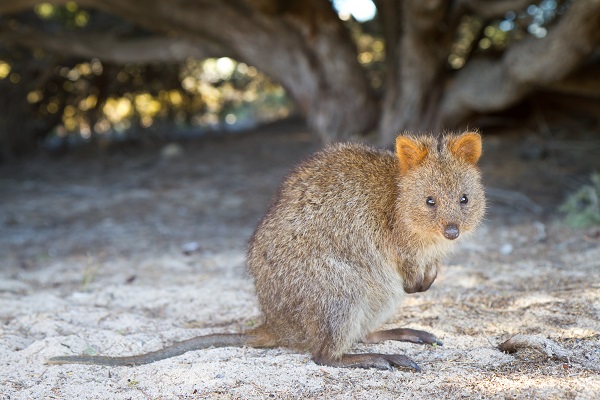 Quokka sur Rottnest island