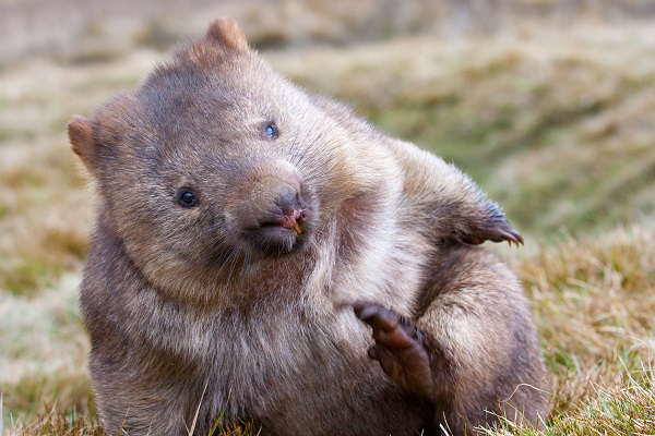 Wombat assis