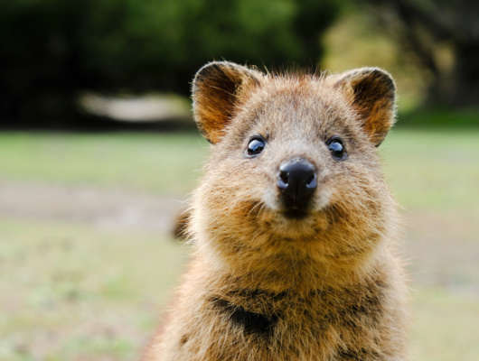 Quokka animal australie