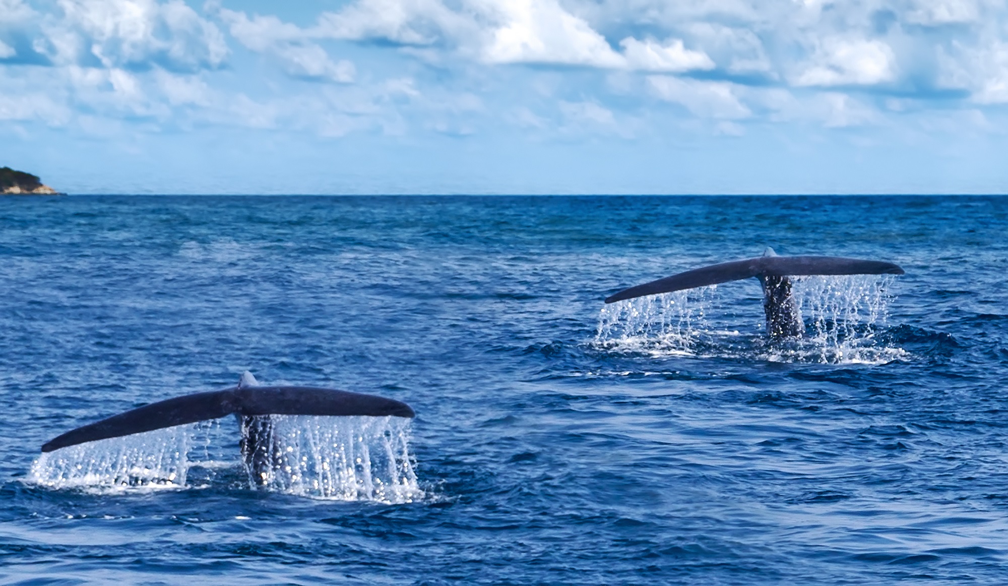 Queues de baleine sortant de la mer