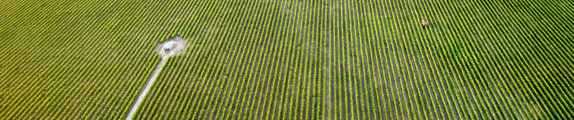 vignes australiennes