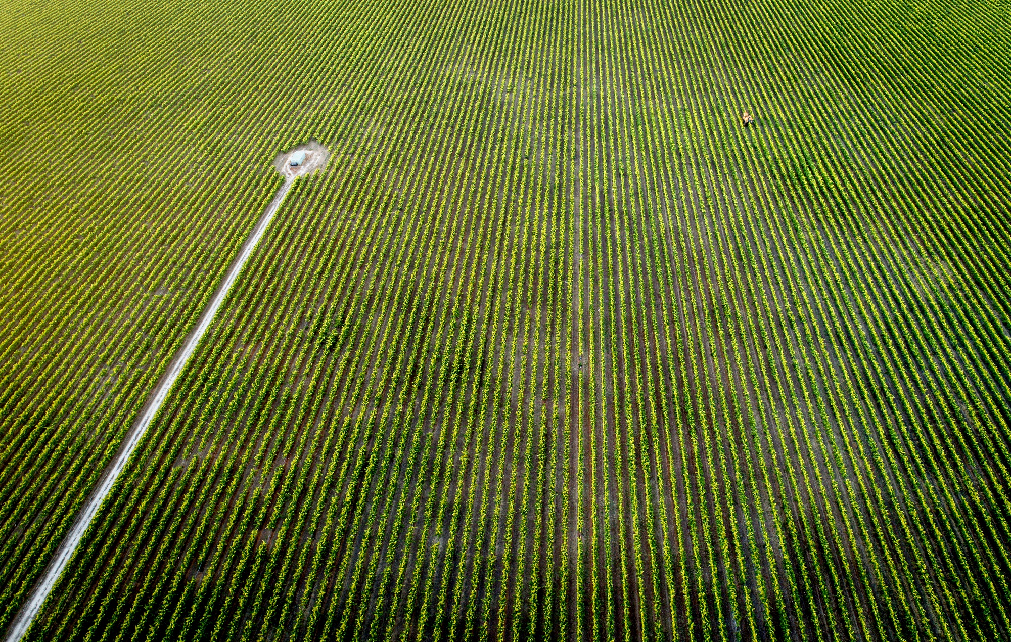 vignes australiennes