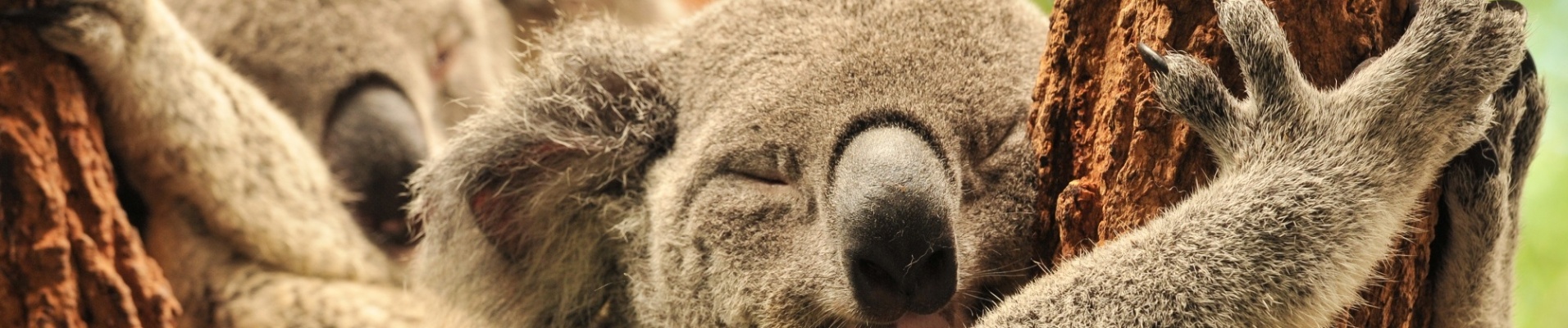 deux koalas dormant contre un arbre