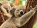 deux koalas dormant contre un arbre