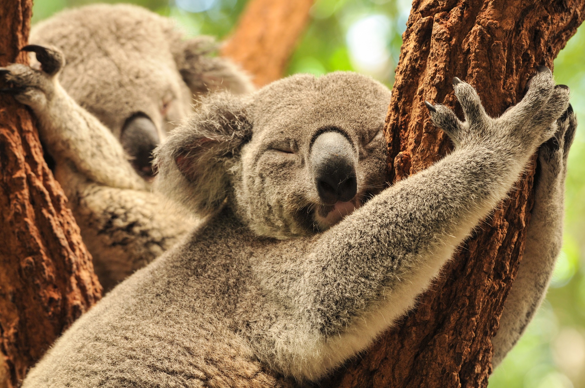 deux koalas dormant contre un arbre
