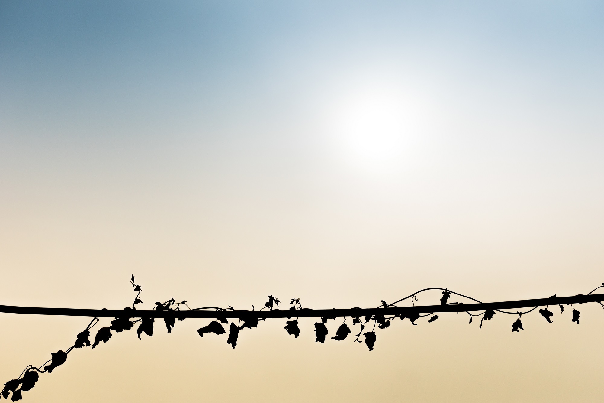 Grappes de raisins en contre jour