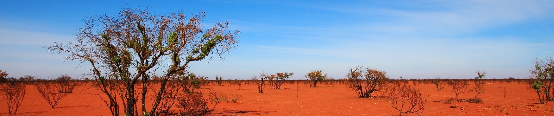 Terre rouge du désert australien avec un arbre