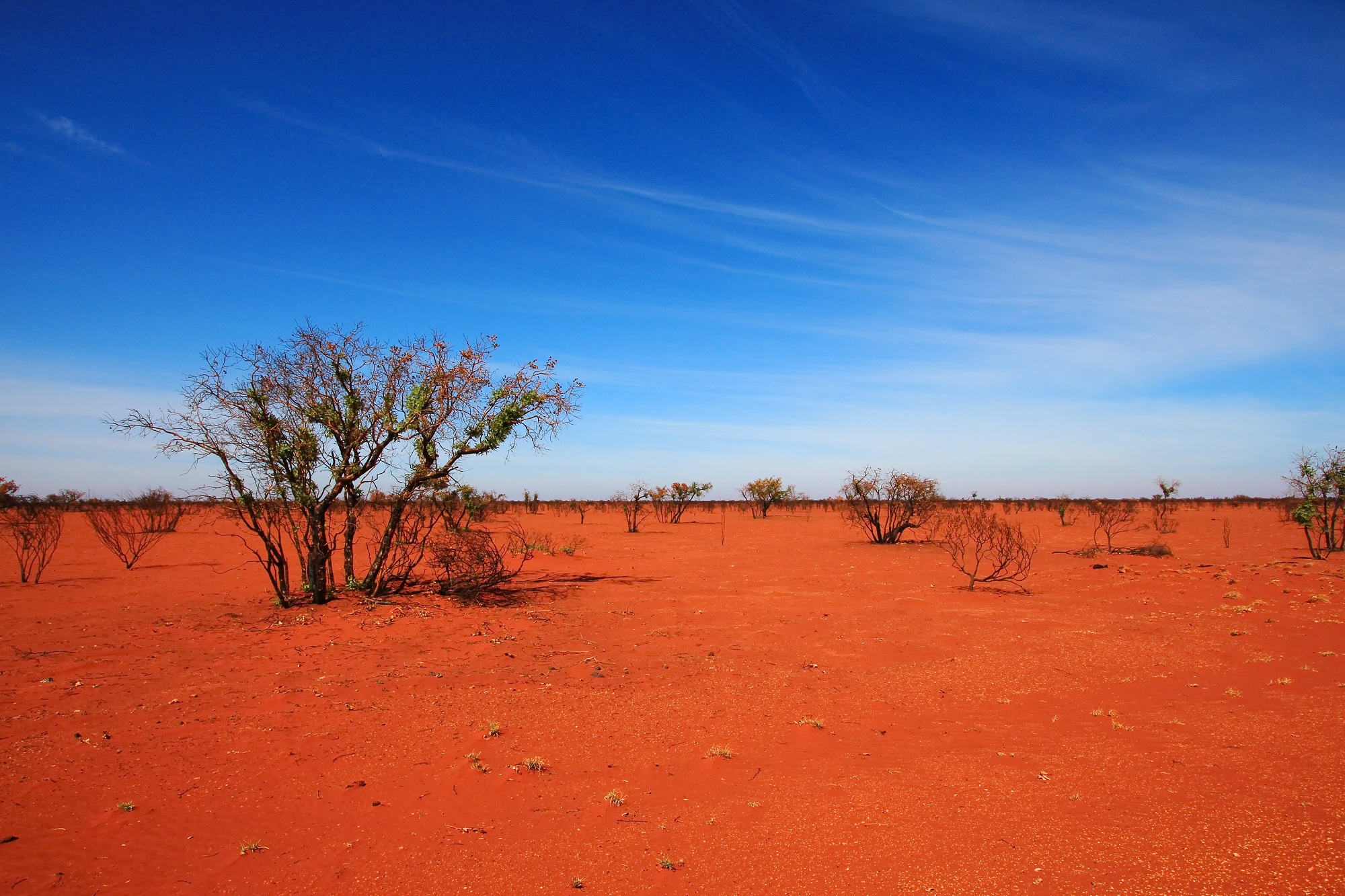 Terre rouge du désert australien avec un arbre