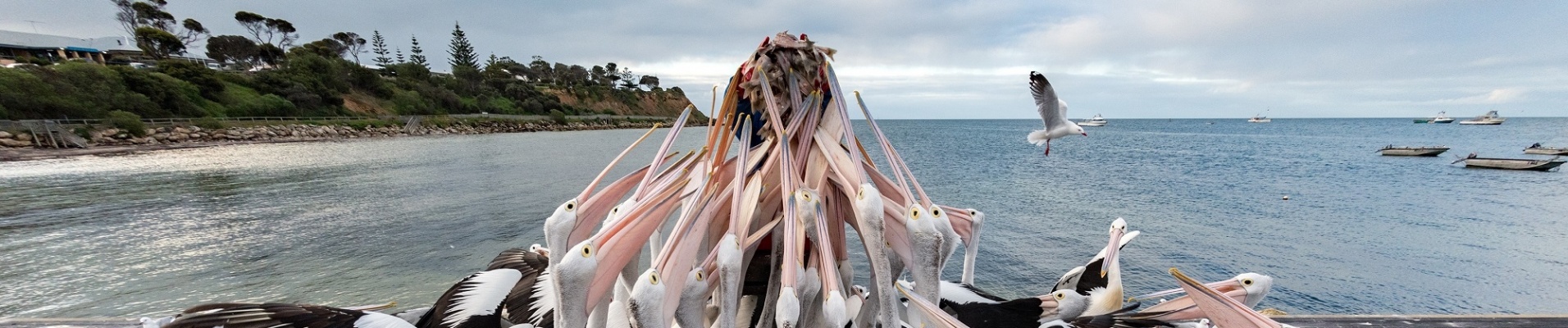 Pélicans qui se nourrissent sur Kangaroo island