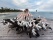 Pélicans qui se nourrissent sur Kangaroo island