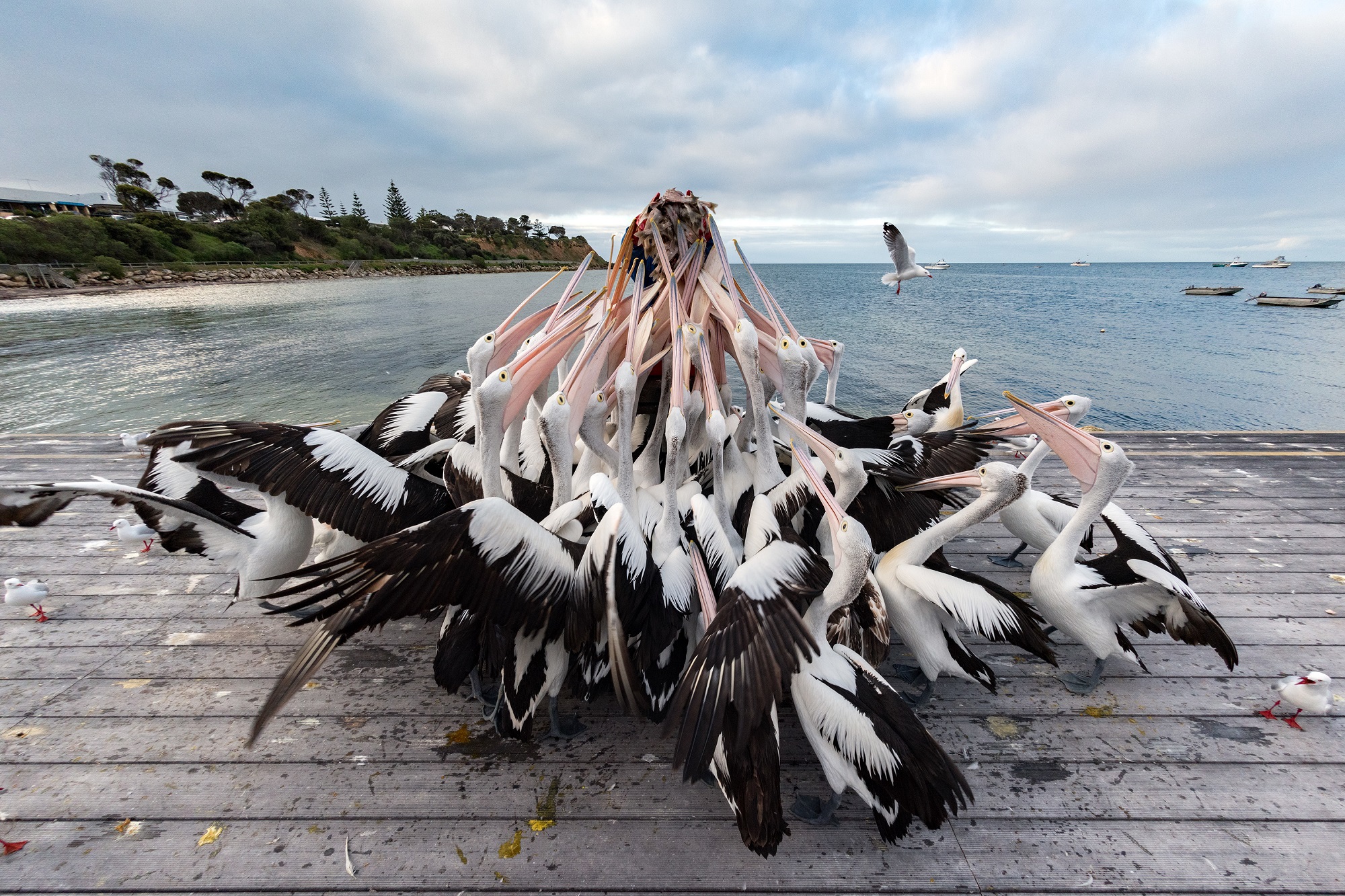 Pélicans qui se nourrissent sur Kangaroo island