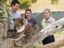 Koala Australie