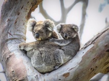 Deux koalas sur une branche, Australie