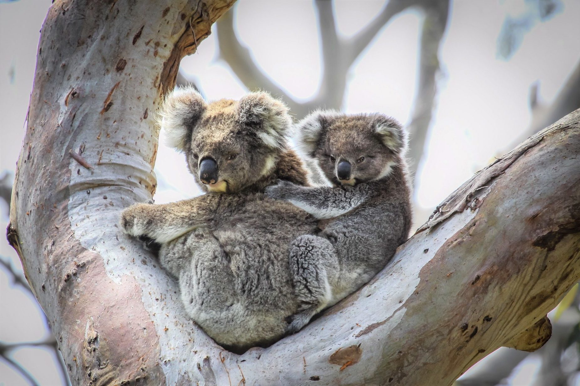 Deux koalas sur une branche, Australie
