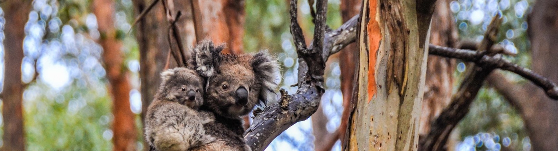 Kaolas maman et bébé sur un arbre Australie
