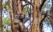 Kaolas maman et bébé sur un arbre Australie