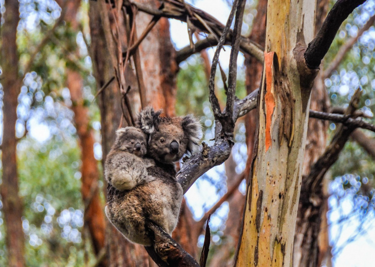 Kaolas maman et bébé sur un arbre Australie