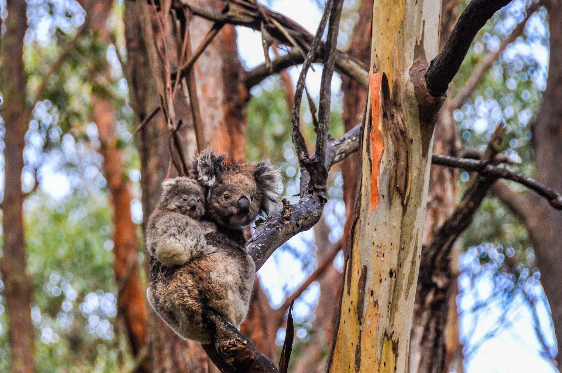 Kaolas maman et bébé sur un arbre Australie