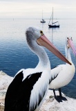 Pélicans sur Kangaroo island Australie