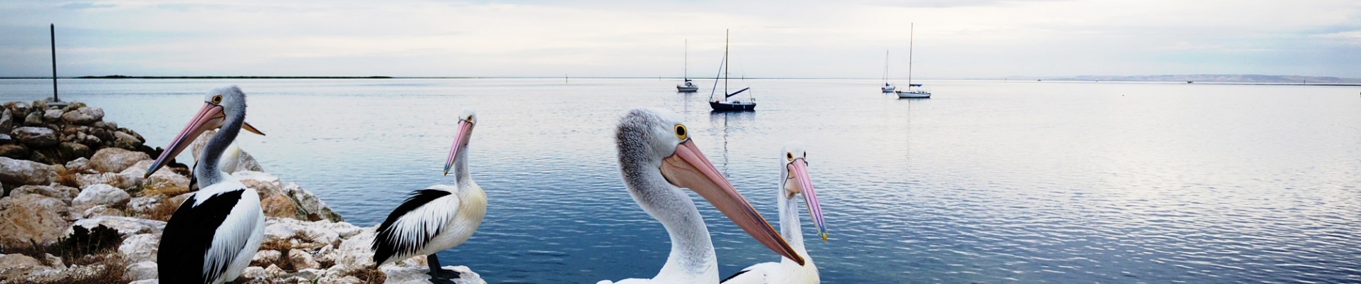 Pélicans sur Kangaroo island Australie