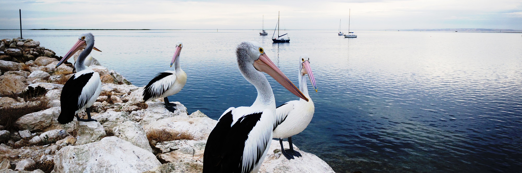 Pélicans sur Kangaroo island Australie