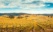 Vignes de la Barossa Valley jaunes