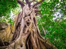 Cape tribulation Australie