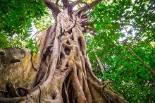 Cape tribulation Australie