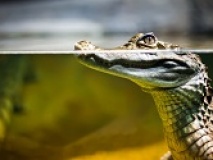 Crocodile caïman Australie