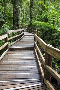 Daintree