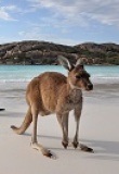kangourous sur Kangaroo Island