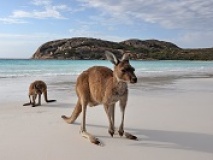 kangourous sur Kangaroo Island
