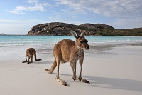 kangourous sur Kangaroo Island