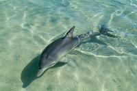 Dauphin Australie