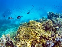 Poissons dans la grande barrière de corail