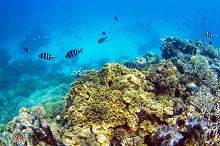 Poissons dans la grande barrière de corail