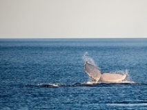 Hervey Bay baleines à bosse Australie