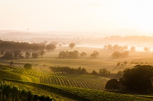 Vignes de la Hunter Valley dans la brume