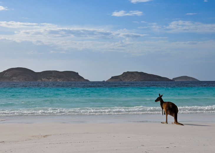kangourou sur Kangaroo island Australie