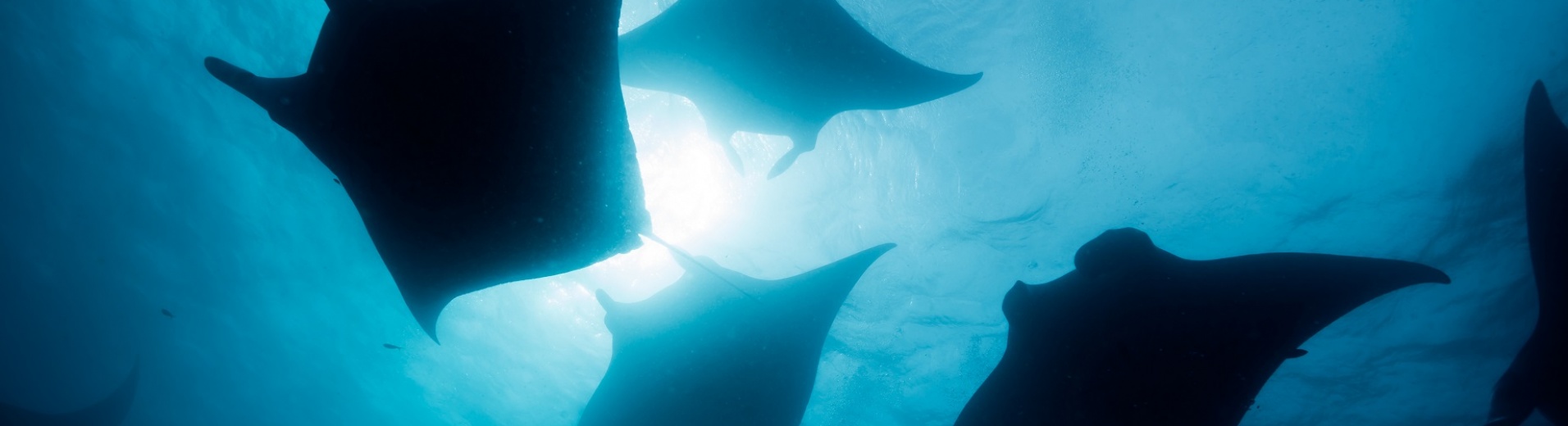 raies mantas à la surface de l'eau