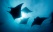 raies mantas à la surface de l'eau