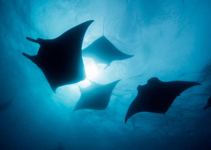 raies mantas à la surface de l'eau