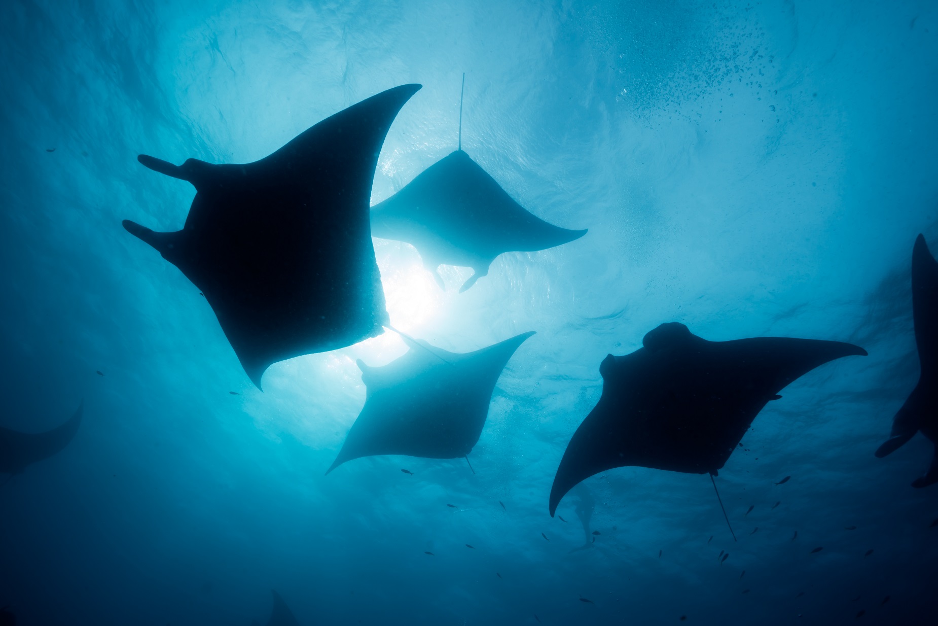 raies mantas à la surface de l'eau