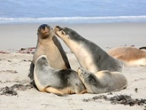 Otaries sur Kangaroo island