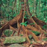 Racines d'un arbre centenaire dans Wooroonooran