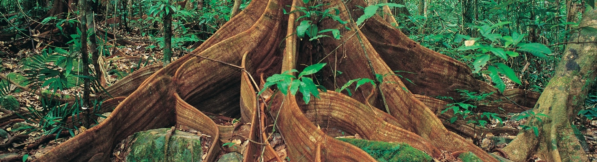 Racines d'un arbre centenaire dans Wooroonooran